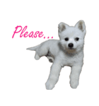 ShiroDog（個別スタンプ：5）