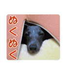 看板犬ラル その2（個別スタンプ：4）