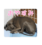 看板犬ラル その2（個別スタンプ：15）