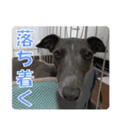 看板犬ラル その2（個別スタンプ：16）