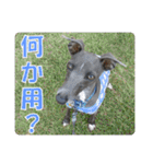 看板犬ラル その2（個別スタンプ：21）