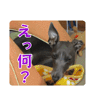 看板犬ラル その2（個別スタンプ：22）