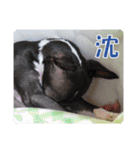 裏看板犬フィア その2（個別スタンプ：2）