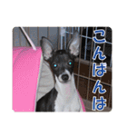 裏看板犬フィア その2（個別スタンプ：4）