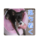 裏看板犬フィア その2（個別スタンプ：5）