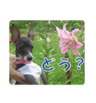 裏看板犬フィア その2（個別スタンプ：6）