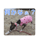 裏看板犬フィア その2（個別スタンプ：7）