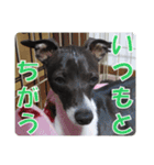 裏看板犬フィア その2（個別スタンプ：9）