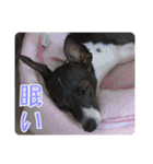 裏看板犬フィア その2（個別スタンプ：11）