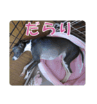 裏看板犬フィア その2（個別スタンプ：12）