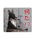 裏看板犬フィア その2（個別スタンプ：13）