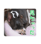 裏看板犬フィア その2（個別スタンプ：14）