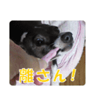 裏看板犬フィア その2（個別スタンプ：15）