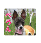 裏看板犬フィア その2（個別スタンプ：17）