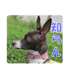 裏看板犬フィア その2（個別スタンプ：18）