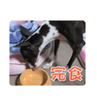 裏看板犬フィア その2（個別スタンプ：19）