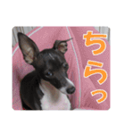 裏看板犬フィア その2（個別スタンプ：21）