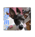 裏看板犬フィア その2（個別スタンプ：22）