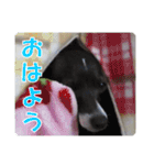 裏看板犬フィア その2（個別スタンプ：23）