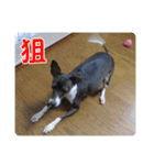 裏看板犬フィア その2（個別スタンプ：24）