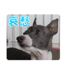 裏看板犬フィア その2（個別スタンプ：28）