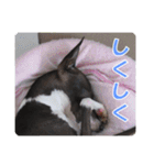 裏看板犬フィア その2（個別スタンプ：31）