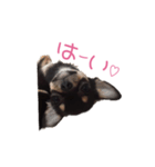 チワワのココ（日常会話）（個別スタンプ：3）