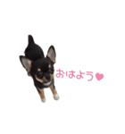 チワワのココ（日常会話）（個別スタンプ：9）