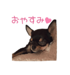 チワワのココ（日常会話）（個別スタンプ：10）