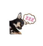 チワワのココ（日常会話）（個別スタンプ：11）