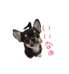 チワワのココ（日常会話）（個別スタンプ：15）