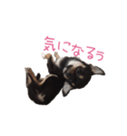 チワワのココ（日常会話）（個別スタンプ：16）