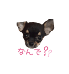 チワワのココ（日常会話）（個別スタンプ：17）