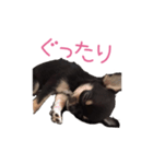 チワワのココ（日常会話）（個別スタンプ：21）