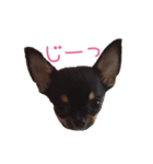 チワワのココ（日常会話）（個別スタンプ：22）
