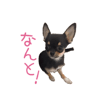 チワワのココ（日常会話）（個別スタンプ：24）