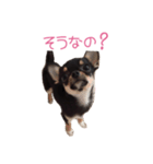 チワワのココ（日常会話）（個別スタンプ：25）