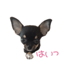 チワワのココ（日常会話）（個別スタンプ：26）