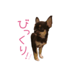 チワワのココ（日常会話）（個別スタンプ：27）