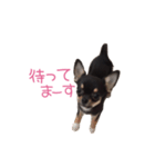 チワワのココ（日常会話）（個別スタンプ：30）