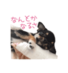 チワワのココ（日常会話）（個別スタンプ：33）