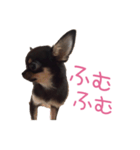 チワワのココ（日常会話）（個別スタンプ：35）