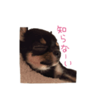 チワワのココ（日常会話）（個別スタンプ：38）
