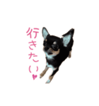 チワワのココ（日常会話）（個別スタンプ：39）
