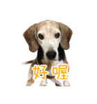 Bridy the Beagle 2（個別スタンプ：1）