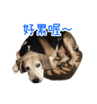 Bridy the Beagle 2（個別スタンプ：2）