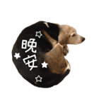 Bridy the Beagle 2（個別スタンプ：4）