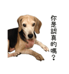 Bridy the Beagle 2（個別スタンプ：5）