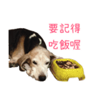 Bridy the Beagle 2（個別スタンプ：8）