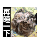 Lazy Catie（個別スタンプ：1）